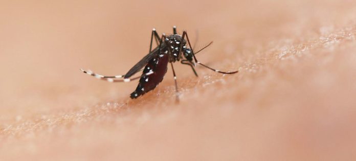 A espécie de mosquito Aedes pode transmitir doenças como chikungunya, dengue e zika.